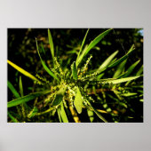 自然の緑 ポスター (正面)