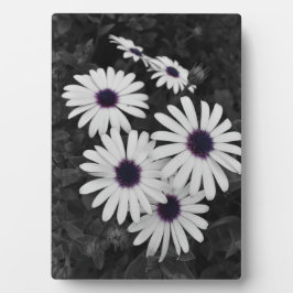 自然の繊細なコントラスト フォトプラーク