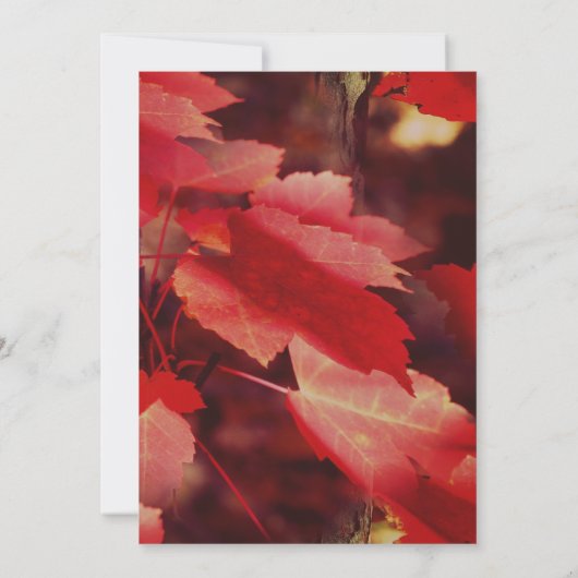 自然の赤い秋の葉 招待状 (裏面)
