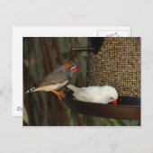 自然の郵便はがき ポストカード (正面/裏面)