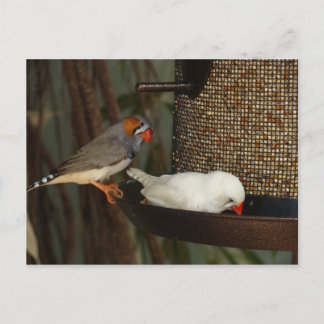 自然の郵便はがき ポストカード