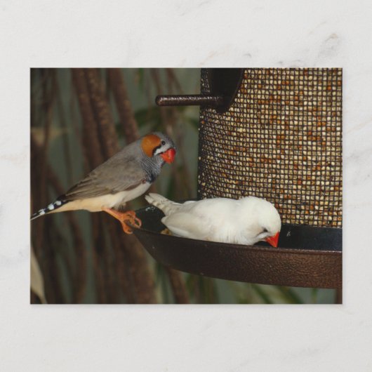 自然の郵便はがき ポストカード (正面)