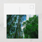 自然の風景 景色 森 ベラルーシ ポストカード (正面/裏面)