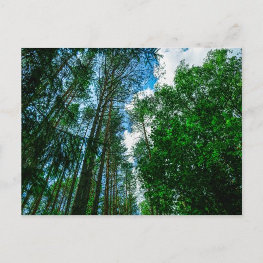 自然の風景 景色 森 ベラルーシ ポストカード (正面)