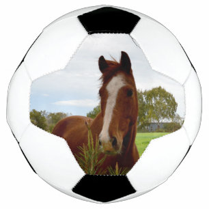 「自然の香り：栗の馬とバンクシア。 サッカーボール