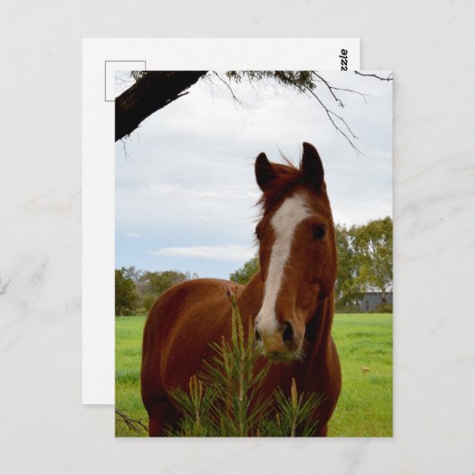 「自然の香り:栗の馬とバンクシア。 ポストカード (正面/裏面)