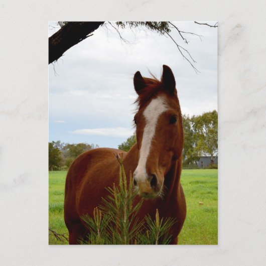 「自然の香り:栗の馬とバンクシア。 ポストカード (正面)