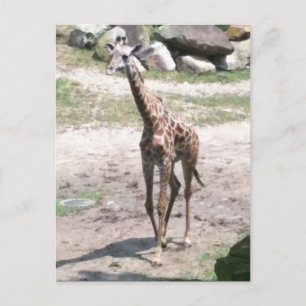 自然はがきベビーキリン歩くの写真 ポストカード