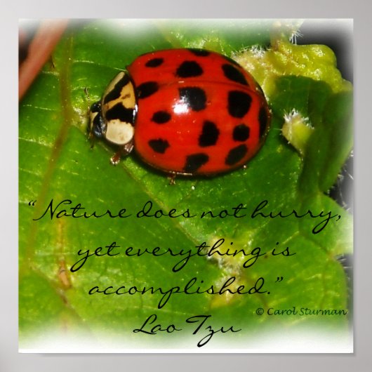 自然はポスターを急がない ポスター (正面)