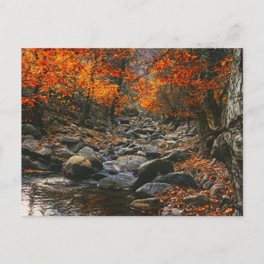 自然インスピレーションのルーマニア秋の森 ポストカード (正面)