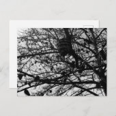 自然カスタムはがき野生生物写真 ポストカード (正面/裏面)