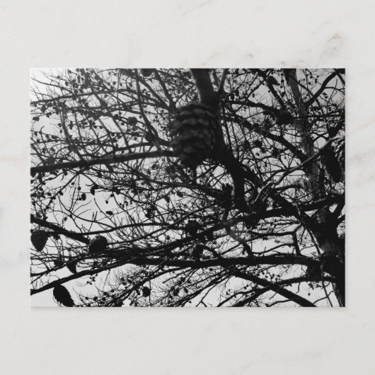 自然カスタムはがき野生生物写真 ポストカード (正面)