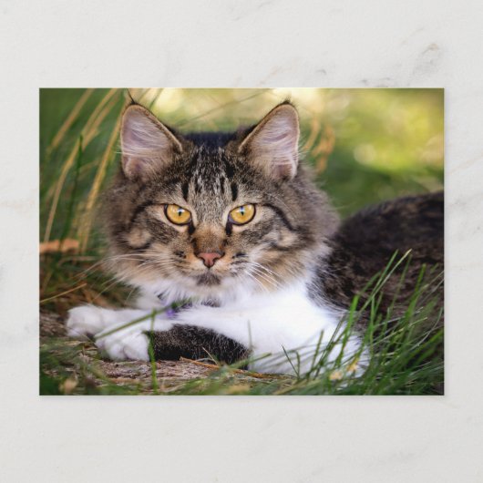 自然キャットポストカード ポストカード (正面)