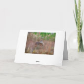 自然シカドウ野生生物フォトレイクアローヘッドGa. シーズンカード (裏面)