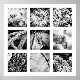 自然シリーズの詳細-詳細ポスター ポスター