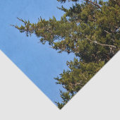 自然ハゲ・イーグル野生生物写真 薄葉紙 (詳細)