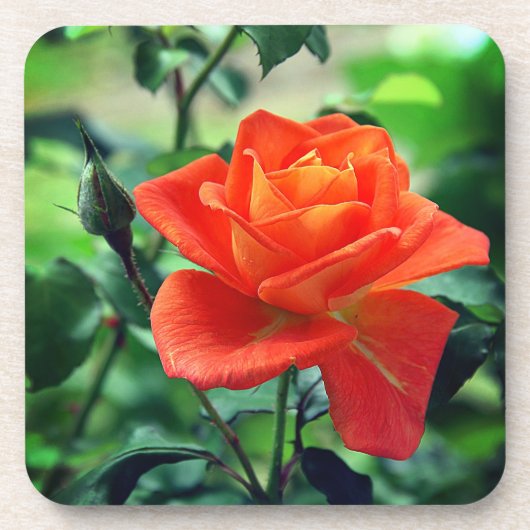 自然ピンクローズフラワー–46458 コースター (正面)