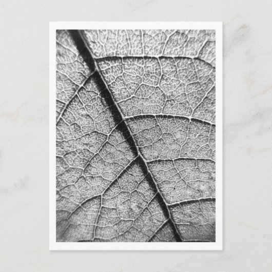 自然ファインアート撮影はがき ポストカード (正面)