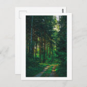 自然フォレスト樺の木ツリーズランドスケープ道路 ポストカード (正面/裏面)