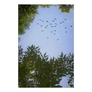 自然ブルースカイと鳥と木 ポスター