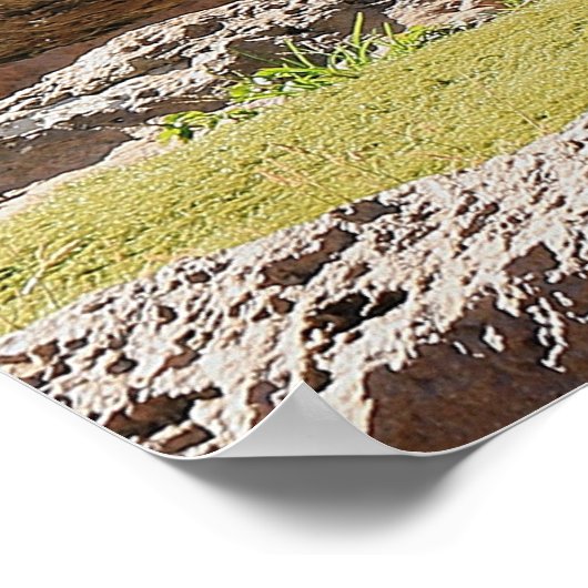 自然ホワイトタイガー写真 ポスター (角)