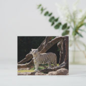 自然ホワイトタイガー写真 ポストカード (スタンド正面)