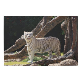 自然ホワイトタイガー写真 メタルプリント