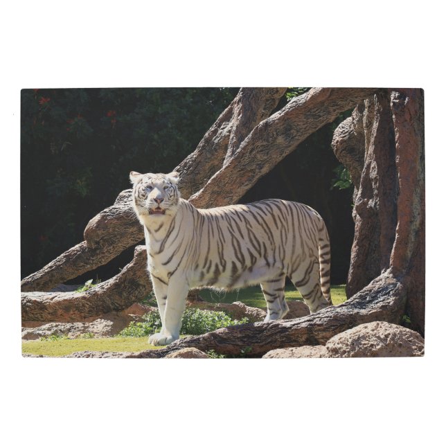 自然ホワイトタイガー写真 メタルプリント (正面)