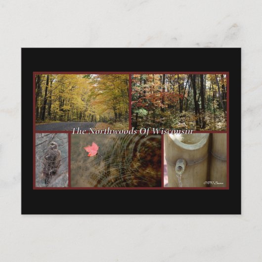 自然ポスターノースウッズウィスコンシン葉書 ポストカード (正面)