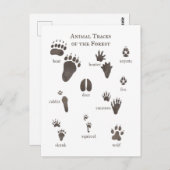 自然ポストカード森の動物のタック ポストカード (正面/裏面)