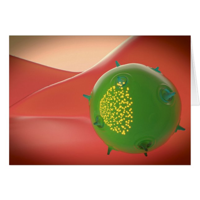 自然免疫系キラー細胞 (正面横)