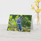 自然写真シャイ青ジェイのアパレルギフト カード (黄色い花)