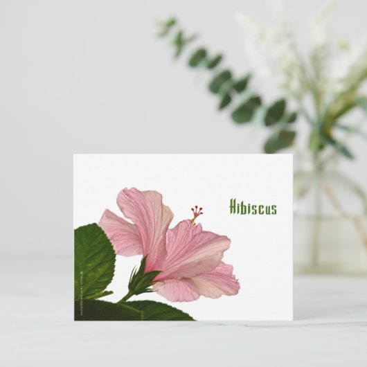 自然写真ピンクのハイビスカス接写 ポストカード (スタンド正面)