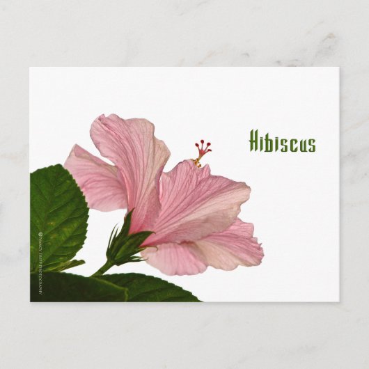 自然写真ピンクのハイビスカス接写 ポストカード (正面)
