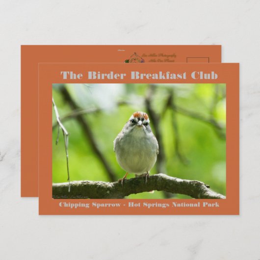 自然写真撮影用チッピング雀バードカード ポストカード (正面/裏面)