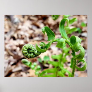 自然写真、スプリングタイムのFIddlemhead Fern ポスター