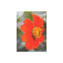 自然写真 ビブラントウォームオレンジの花