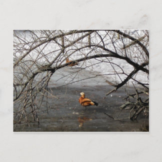 自然写真 ポストカード