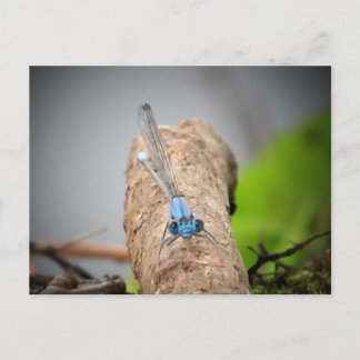 自然写真 ポストカード