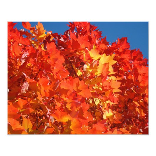 自然写真 赤 オレンジ 黄色い紅葉 フォトプリント            (正面)