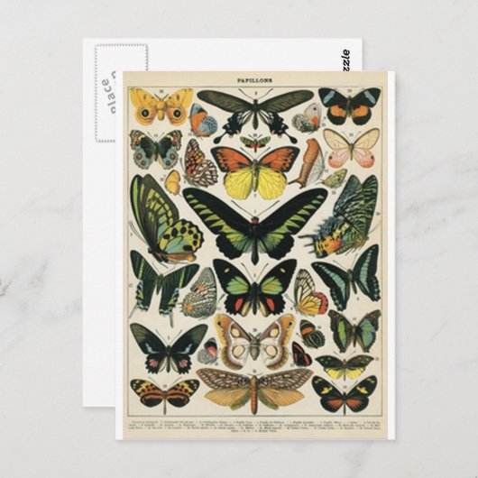 自然史蝶 ポストカード (正面/裏面)