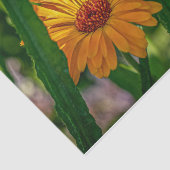 自然吸気オレンジ遊デイジーピークアブー 薄葉紙 (詳細)