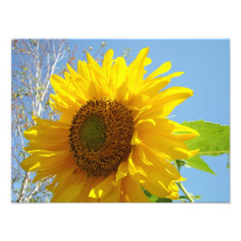 自然撮影ファインアートプリントひまわり フォトプリント           