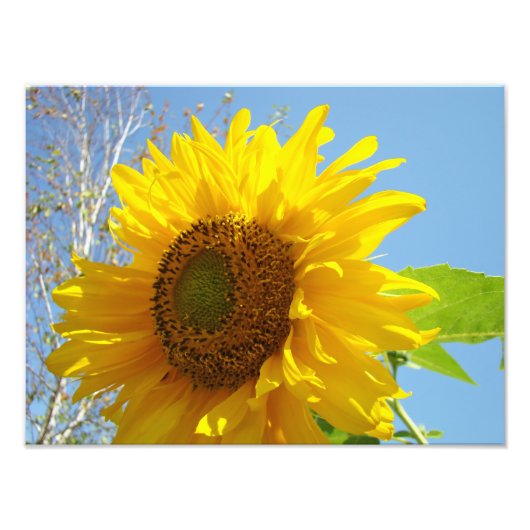 自然撮影ファインアートプリントひまわり フォトプリント (正面)