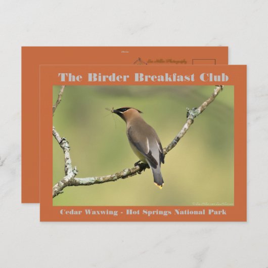 自然撮影杉ワックスウィングバーダー ポストカード (正面/裏面)