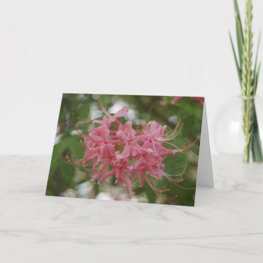 自然撮影 カード (正面)