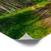 自然景観景観フォレスト樺の木ベラルーシ ポスター (角)