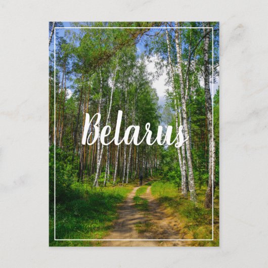 自然景観景観フォレスト樺の木ベラルーシ ポストカード (正面)