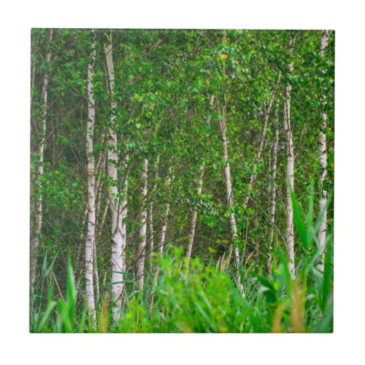 自然景観景観樺の木ツリー タイル (正面)