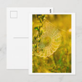 自然横向きスパイダーウェブ ポストカード (正面/裏面)